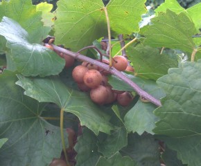 White Oak - Vineyard 2
